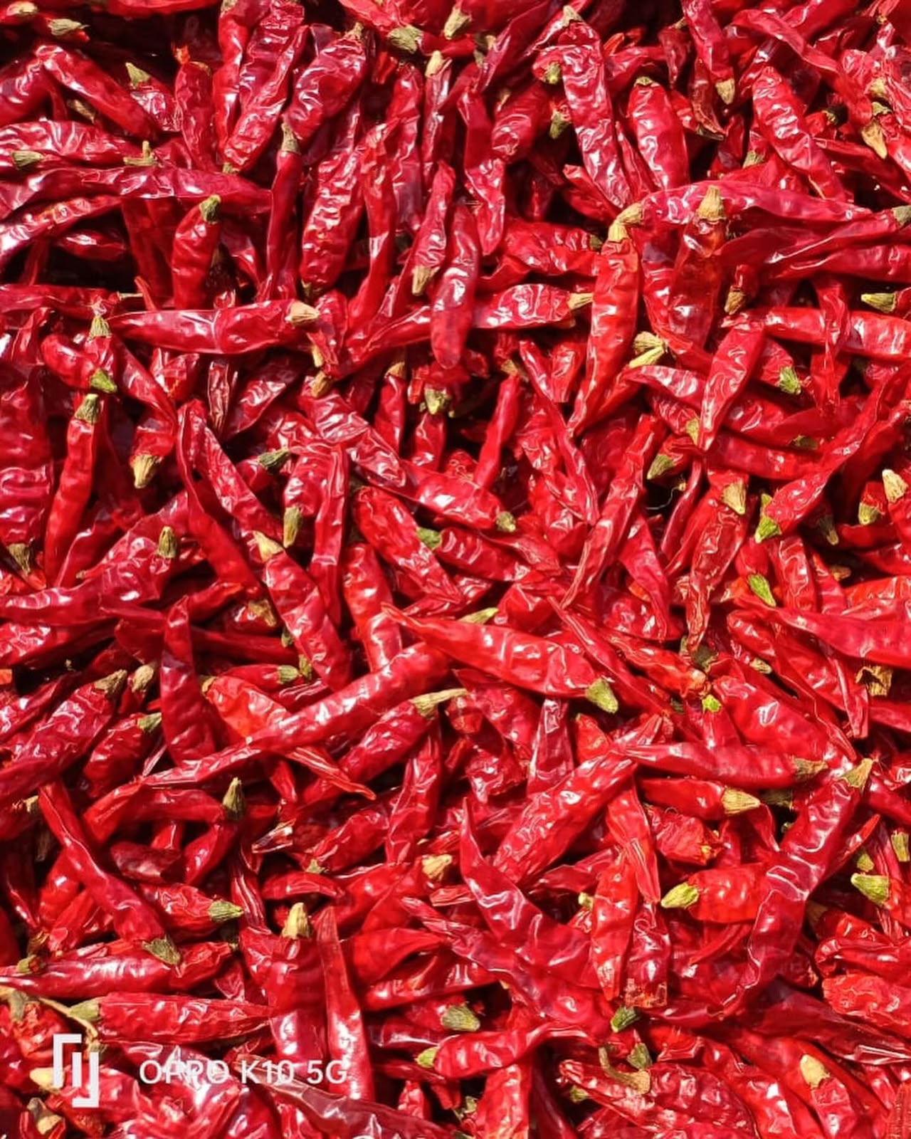 Close up of dried red chillies